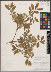 Salix bebbiana Sarg.